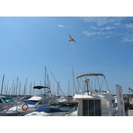 Systeme Anti Mouettes STOPGULL FALCON